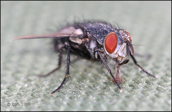 Tachinidae: Epicampocera succincta (female) (1)