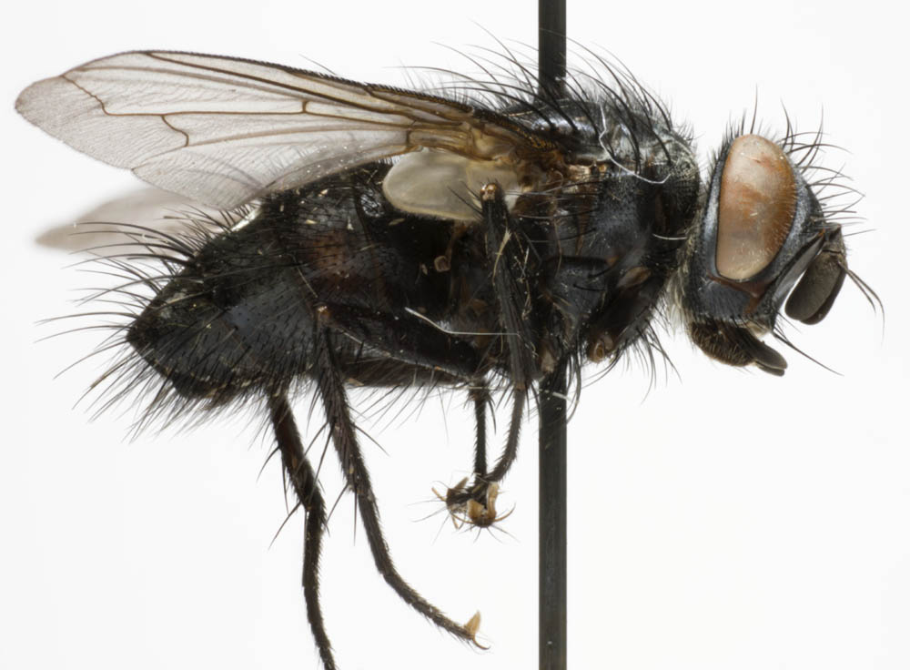 Tachinidae: Epicampocera succincta (1)