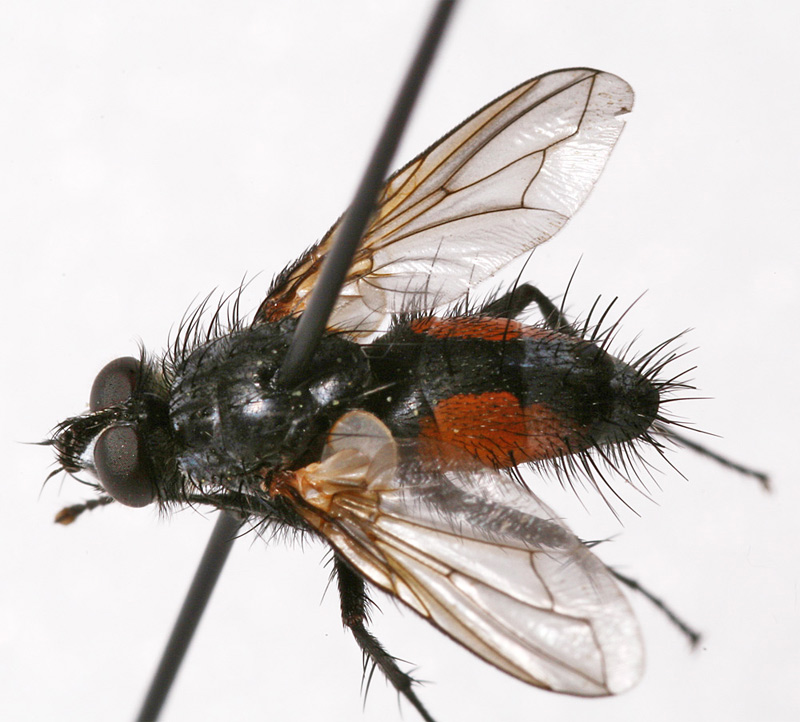 Tachinidae: Eriothrix rufomaculata (3)