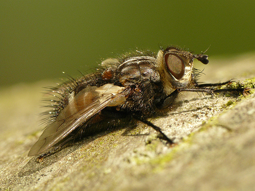 Tachinidae: Panzeria puparum (male) (3)
