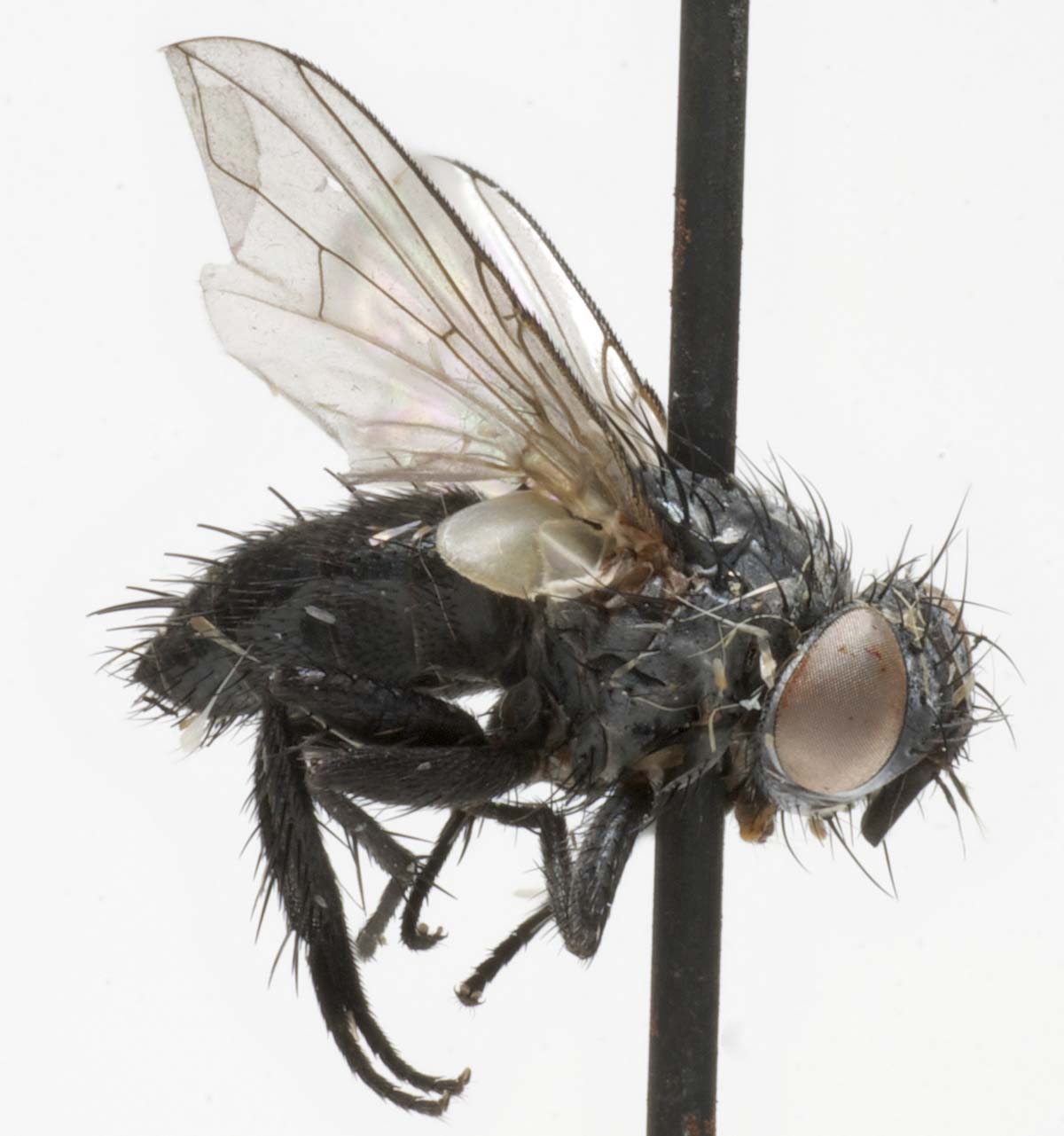 Tachinidae: Erynnia ocypterata (female) (1)