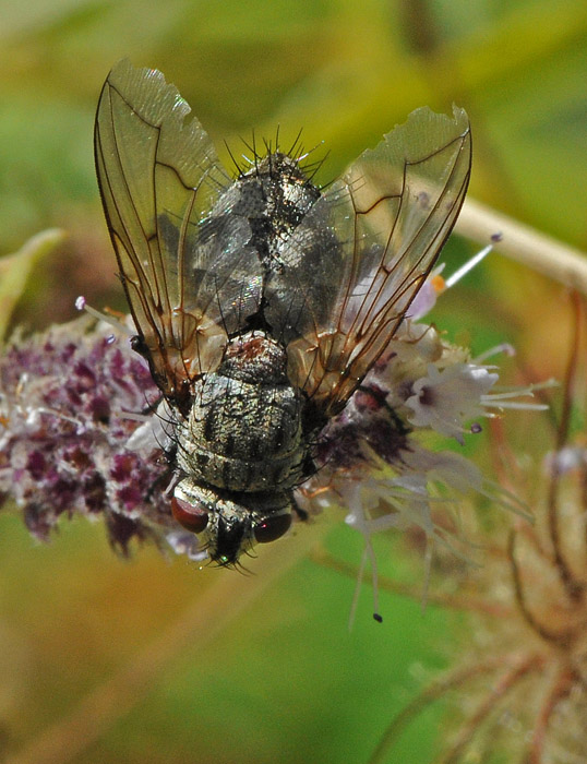Tachinidae: Estheria picta (1)