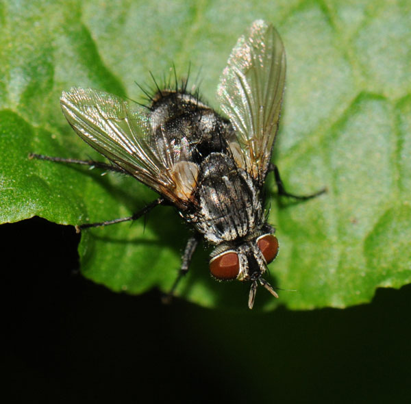 Tachinidae: Eumea linearicornis (female) (2)