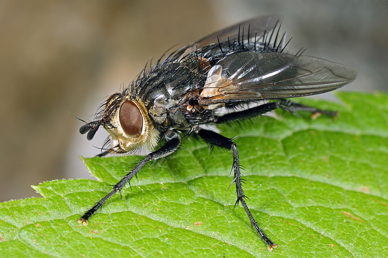 Tachinidae: Eurithia anthophila (female) (2)