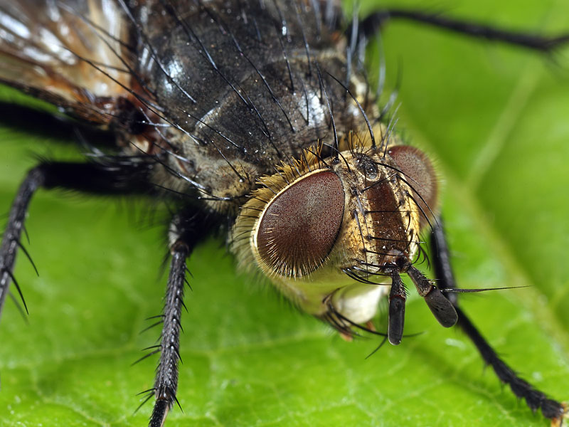 Tachinidae: Eurithia anthophila (female) (3)