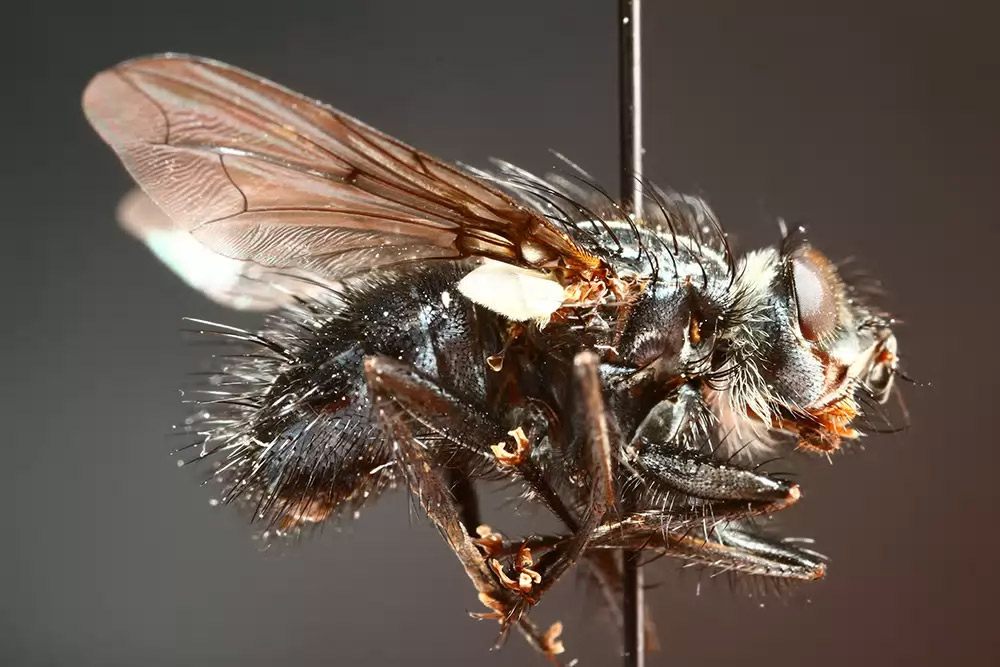 Tachinidae: Panzeria nemorum (2)
