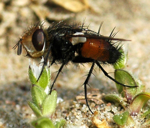 Tachinidae: Gonia ornata (male) (1)