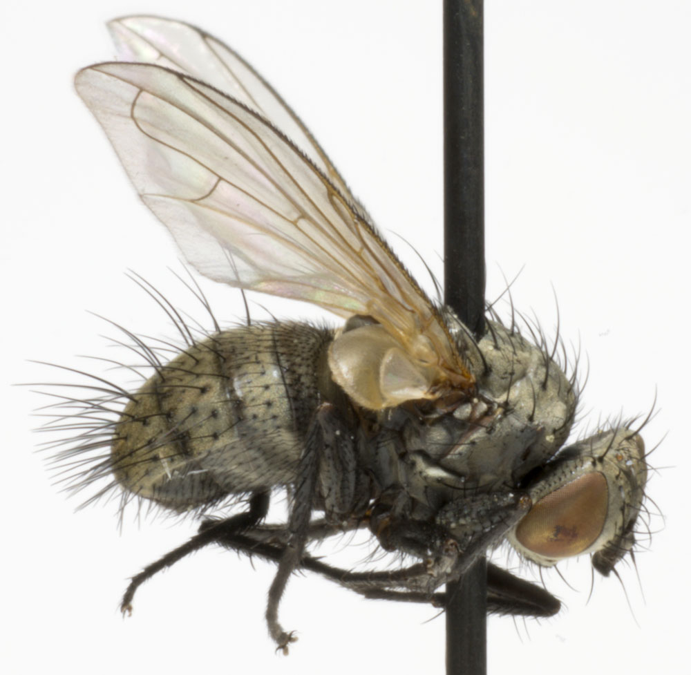 Tachinidae: Graphogaster brunnescens (1)