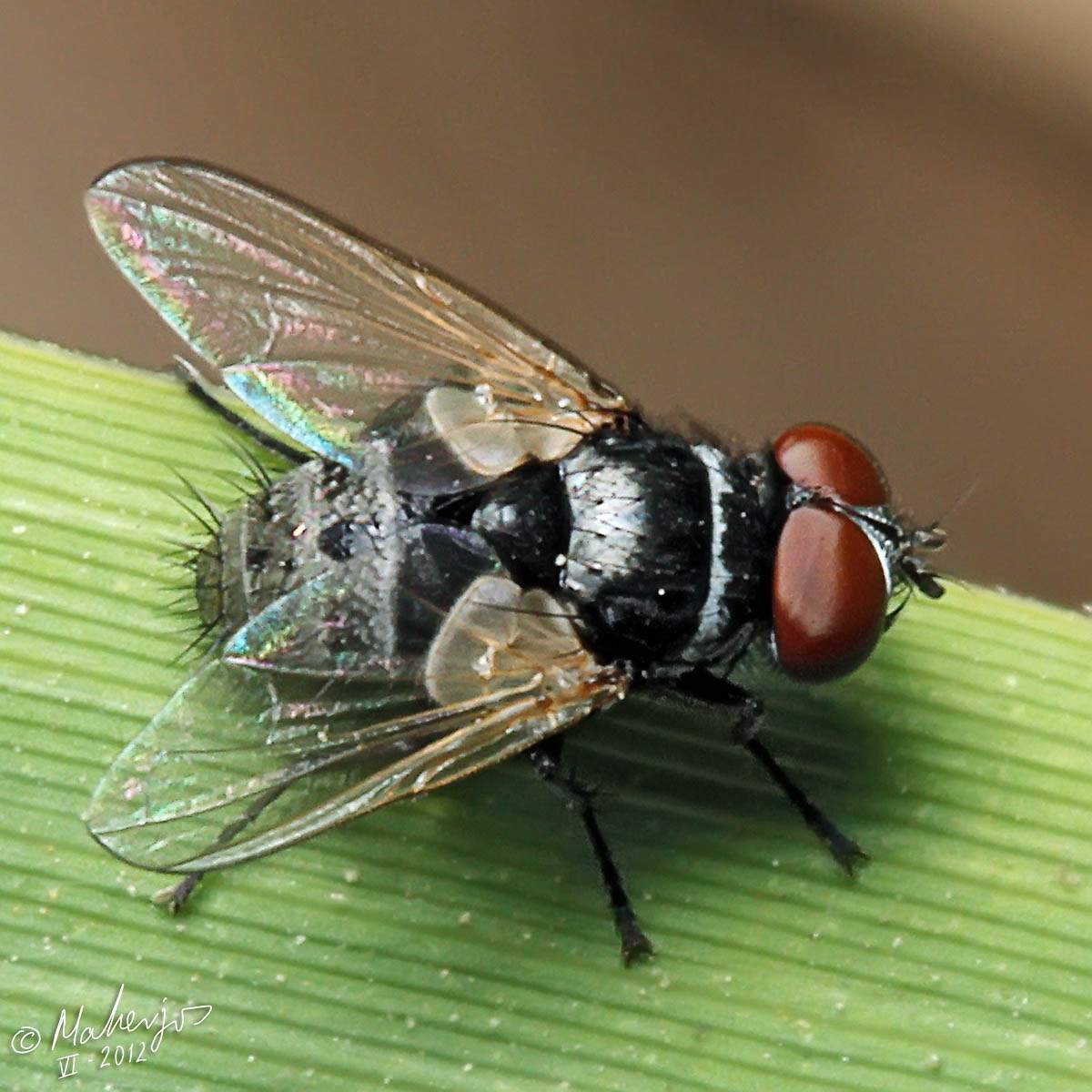 Tachinidae: Graphogaster vestita (male) (3)