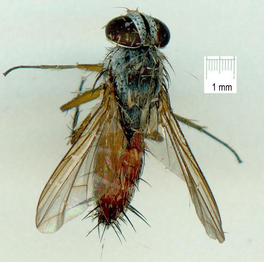 Tachinidae: Halydaia sp. (1)