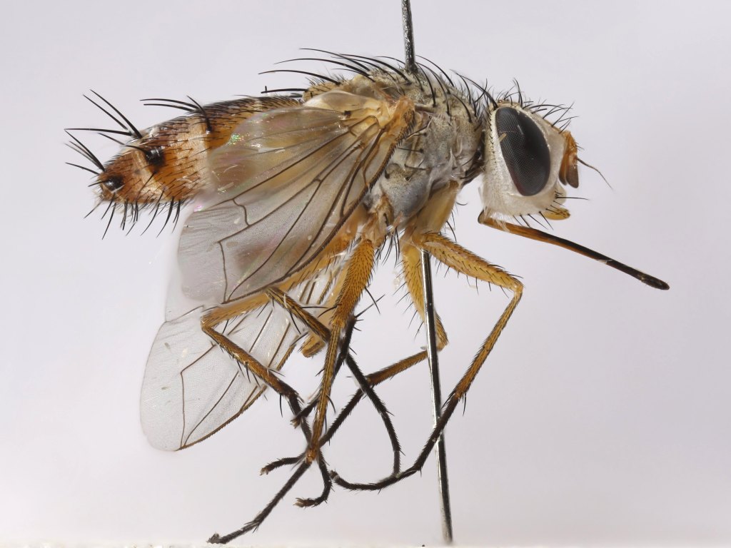 Tachinidae: Sipholeskia certima (2)