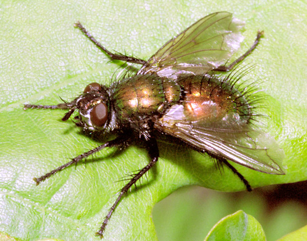 Tachinidae: Gymnocheta viridis (2)