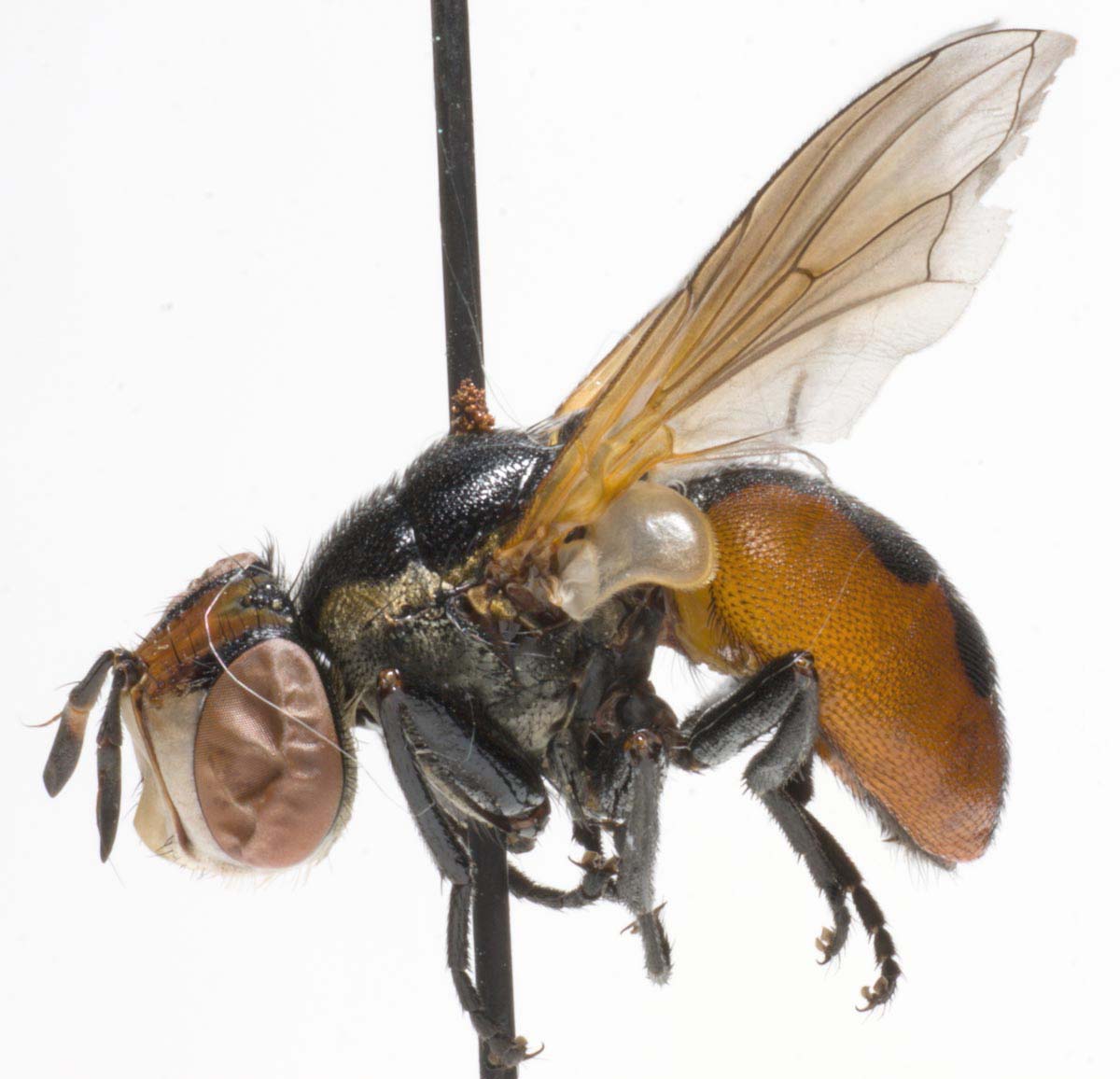 Tachinidae: Gymnosoma clavatum (female) (3)