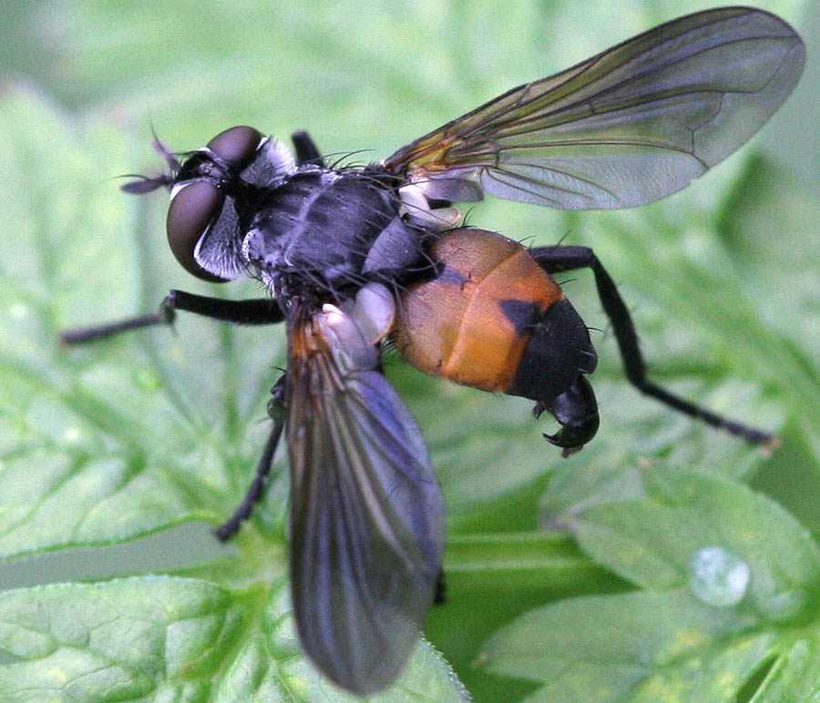 Tachinidae: Hemyda obscuripennis (2)