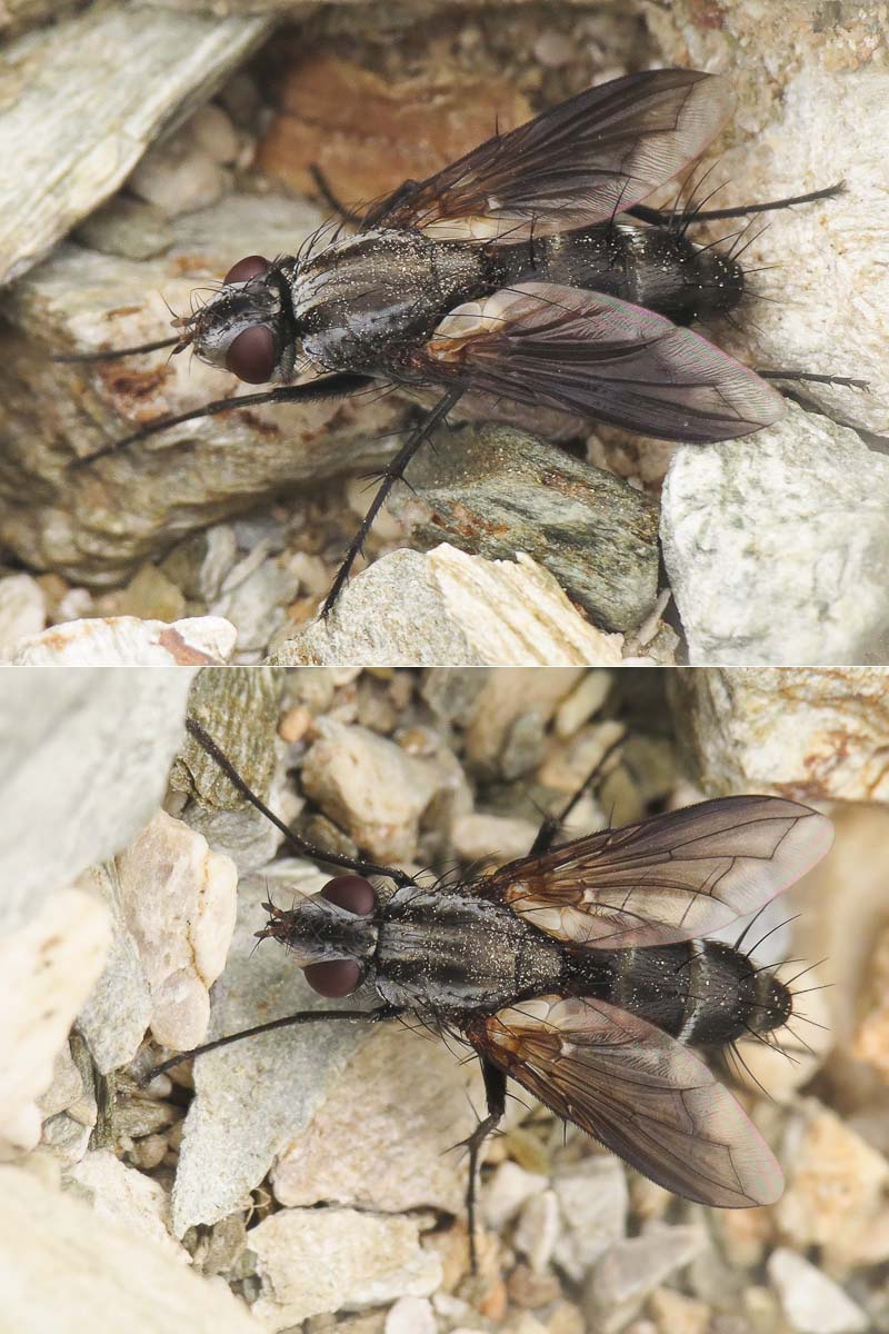 Tachinidae: Hyperaea femoralis (female) (1)