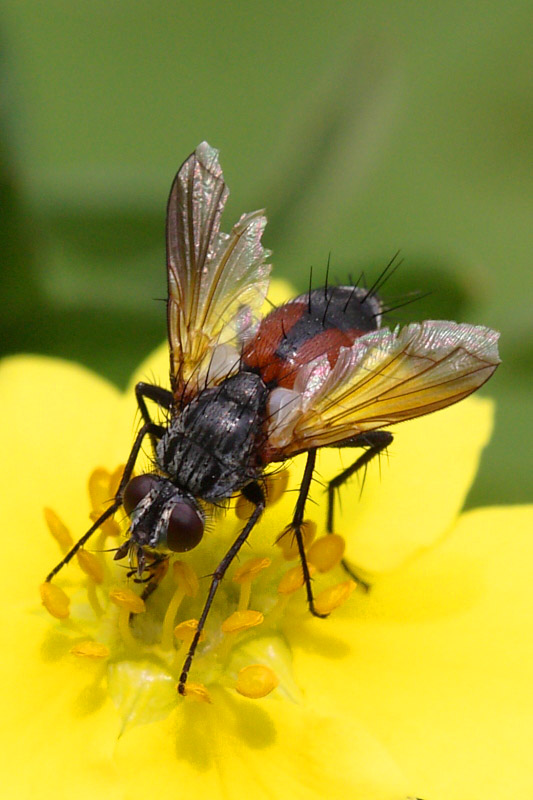 Tachinidae: Eriothrix rufomaculata (6)