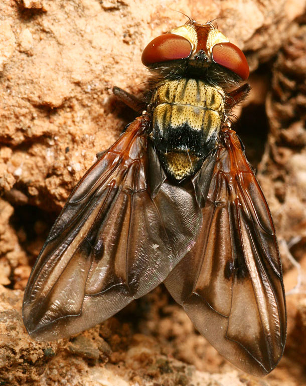 Tachinidae: Ectophasia oblonga (1)