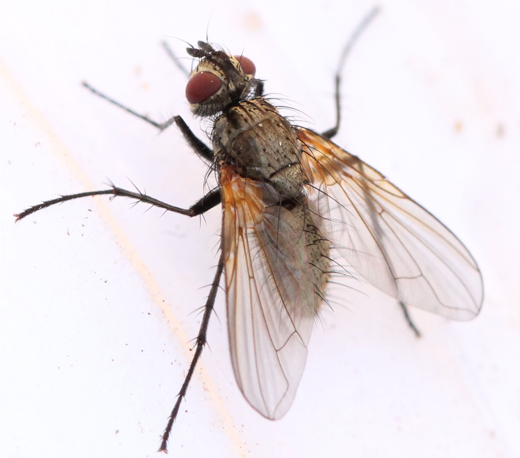 Tachinidae: Macquartia grisea (female) (1)