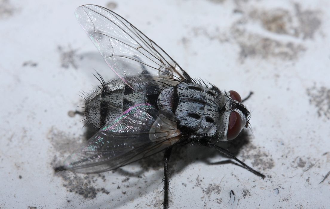 Tachinidae: Billaea maritima (female) (1)