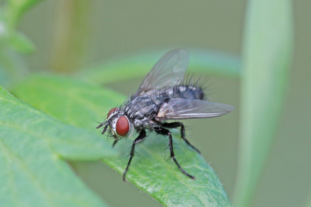 Tachinidae: Blondelia nigripes (female) (1)