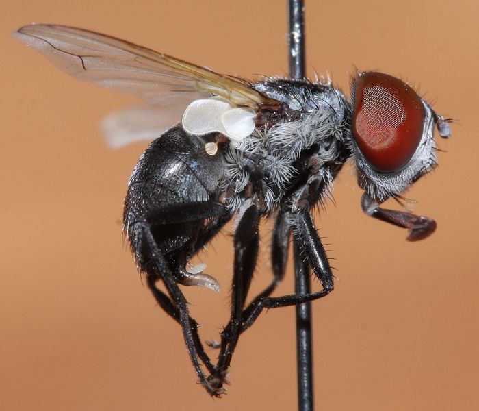 Tachinidae: Elomyia lateralis (2)