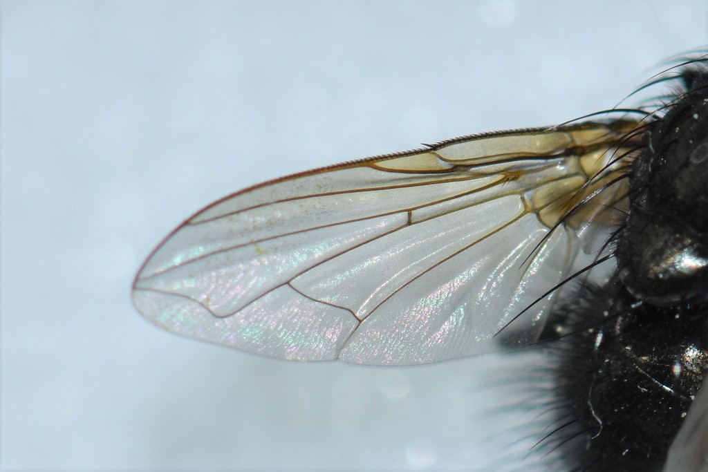 Tachinidae: Macquartia cf. pubiceps male (4)