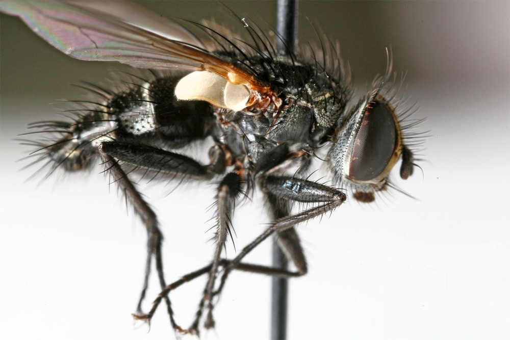 Tachinidae: Labigastera sp. (1)