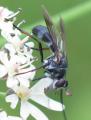 Lophosia fasciata (female) (1)