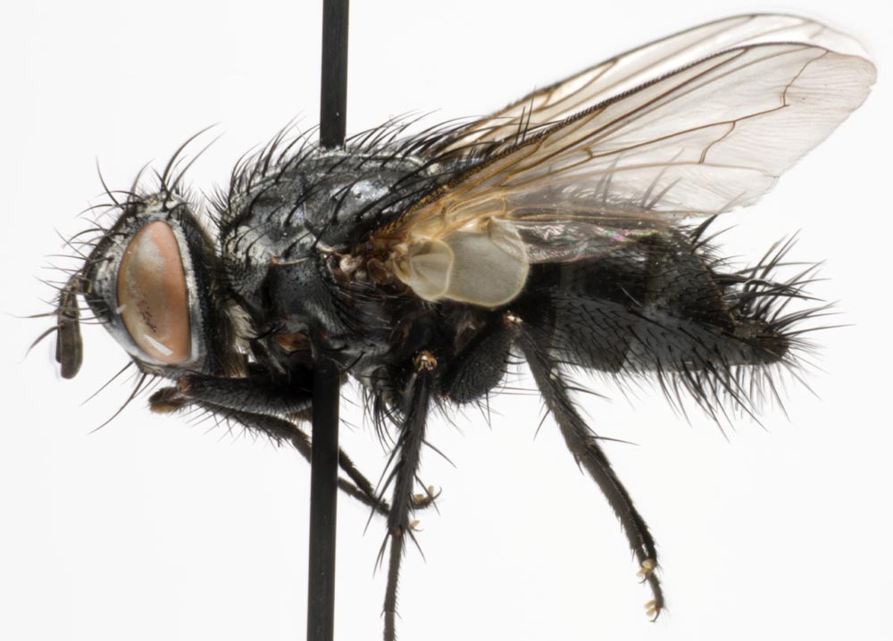 Tachinidae: Lydella stabulans (1)