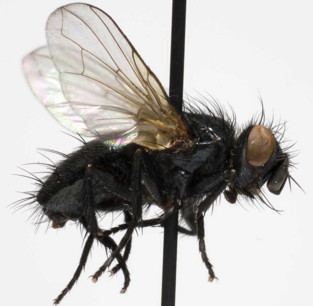 Tachinidae: Lydina aenea (1)