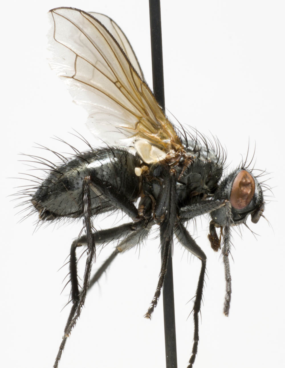 Tachinidae: Macquartia tenebricosa (female) (1)