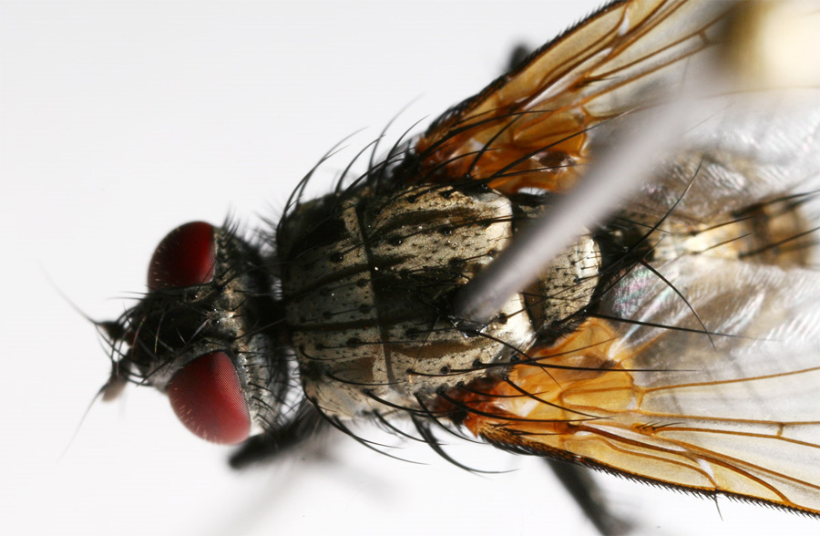 Tachinidae: Macquartia nudigena (female) (4)