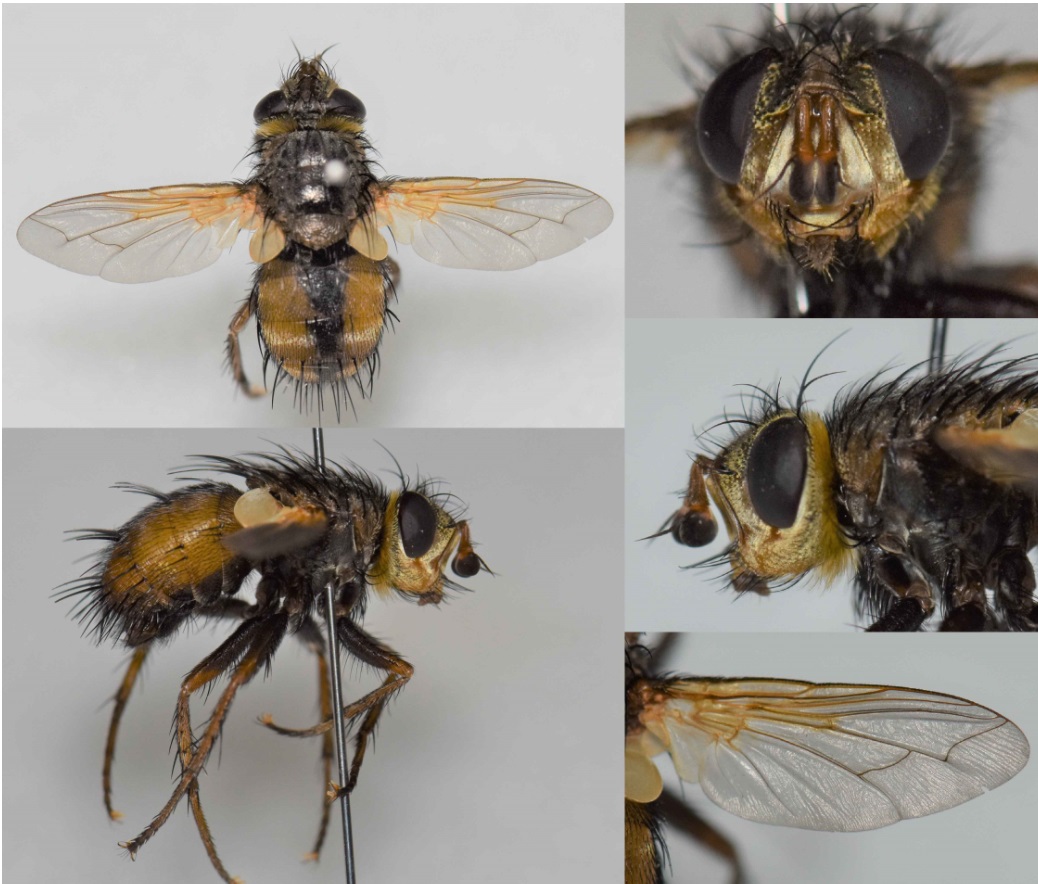 Tachinidae: Tachina cf. nupta (male) (1)