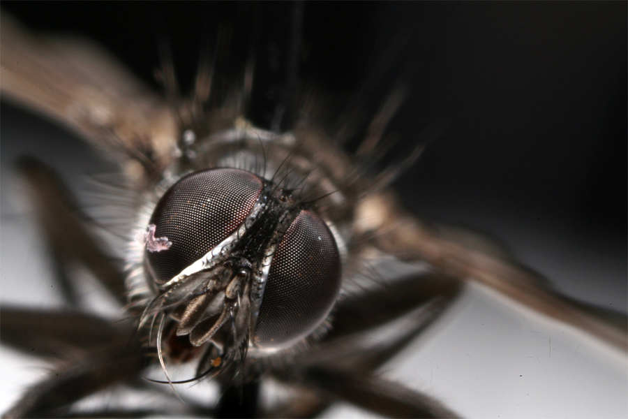 Tachinidae: Medina collaris (9)