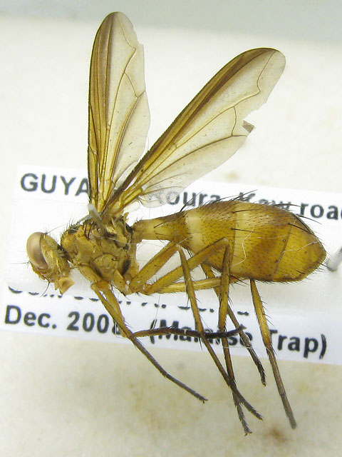 Tachinidae: Cordyligaster analis (1)