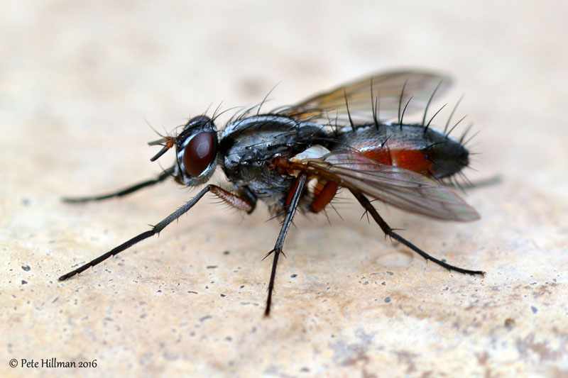 Tachinidae: Mintho rufiventris (9)