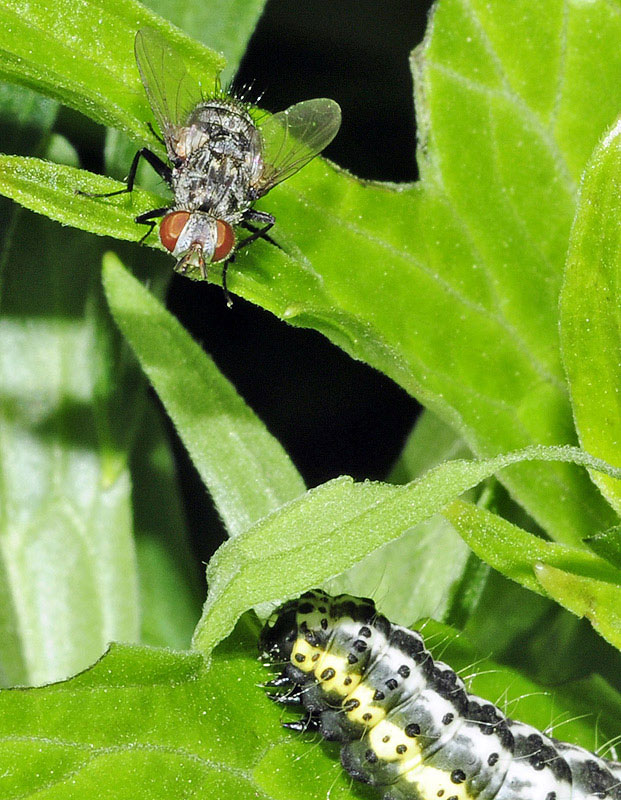 Tachinidae: Nemorilla maculosa (female) (1)