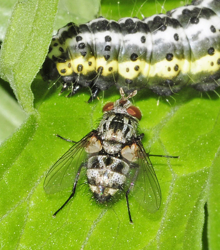 Tachinidae: Nemorilla maculosa (female) (3)