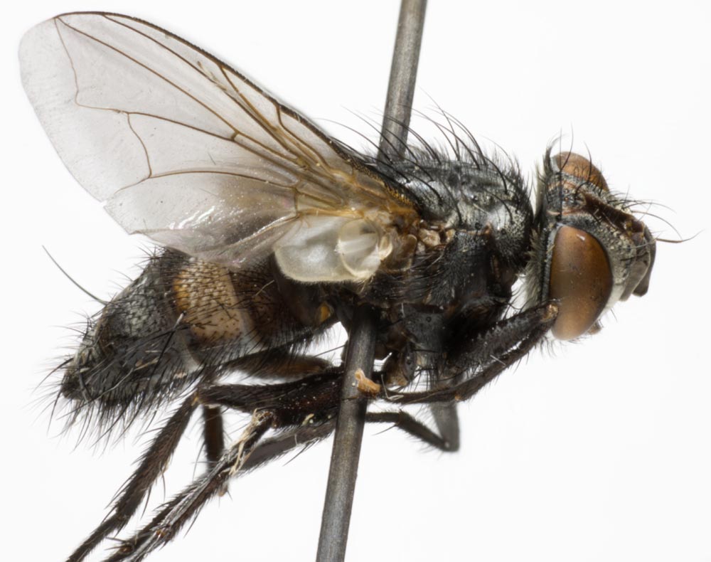 Tachinidae: Nilea hortulana (3)