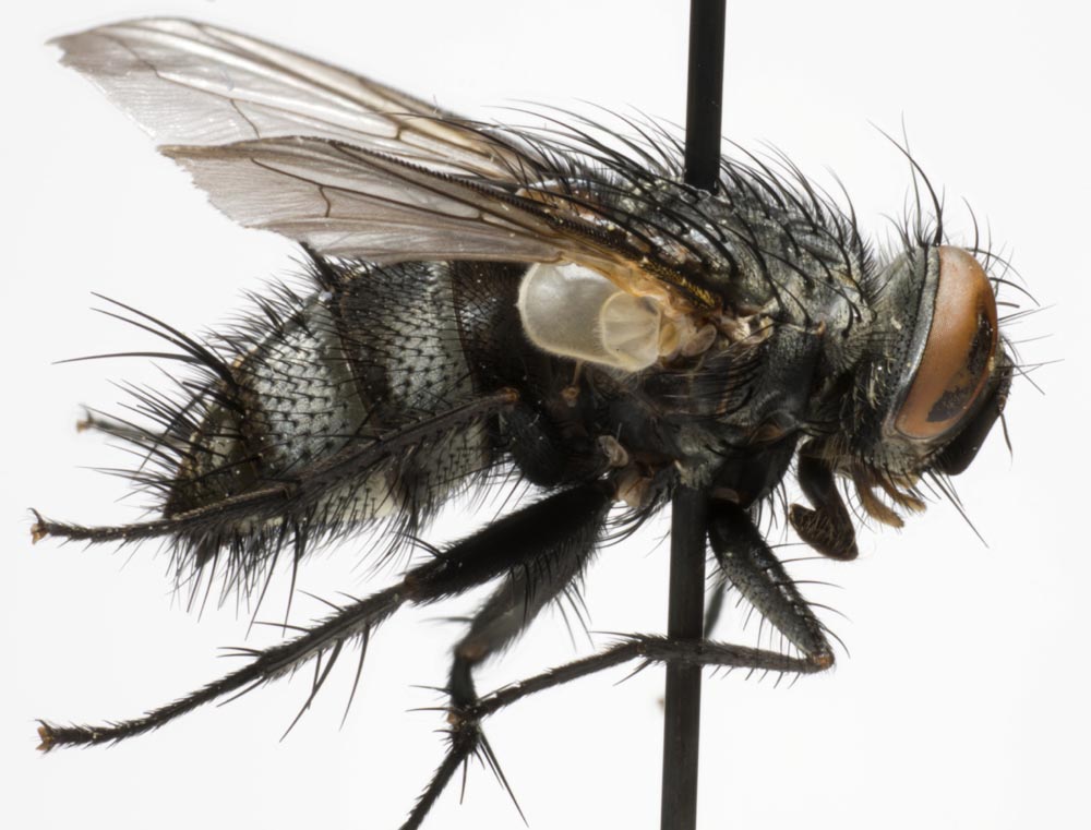 Tachinidae: Nilea innoxia (1)