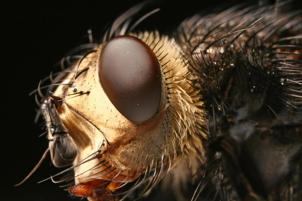 Tachinidae: Nowickia ferox (3)