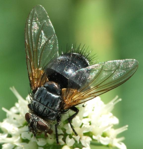 Diptera.info - Photo Albums: Nemoraea pellucida (female) (1)