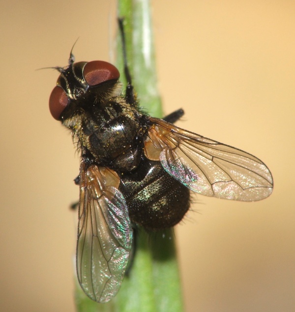 Tachinidae: Clytiomya continua (female) (2)