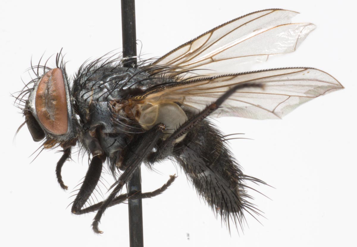 Tachinidae: Paratryphera bisetosa (female) (1)
