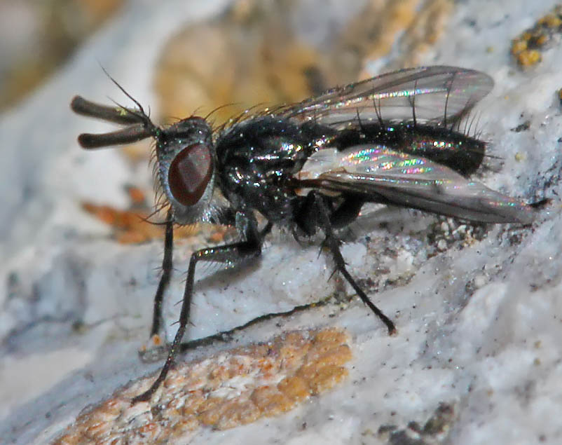 Tachinidae: Periscepsia handlirschi (male) (1)