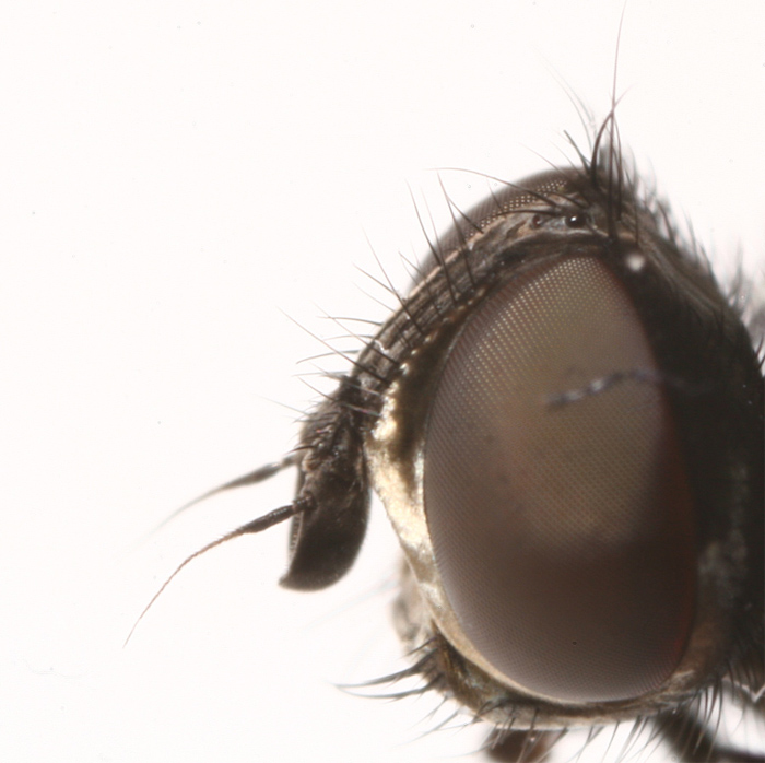 Tachinidae: Phania cf. incrassata (1)