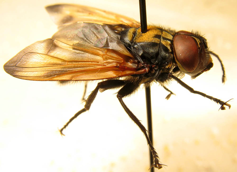 Tachinidae: Phasia aurigera (male) (3)