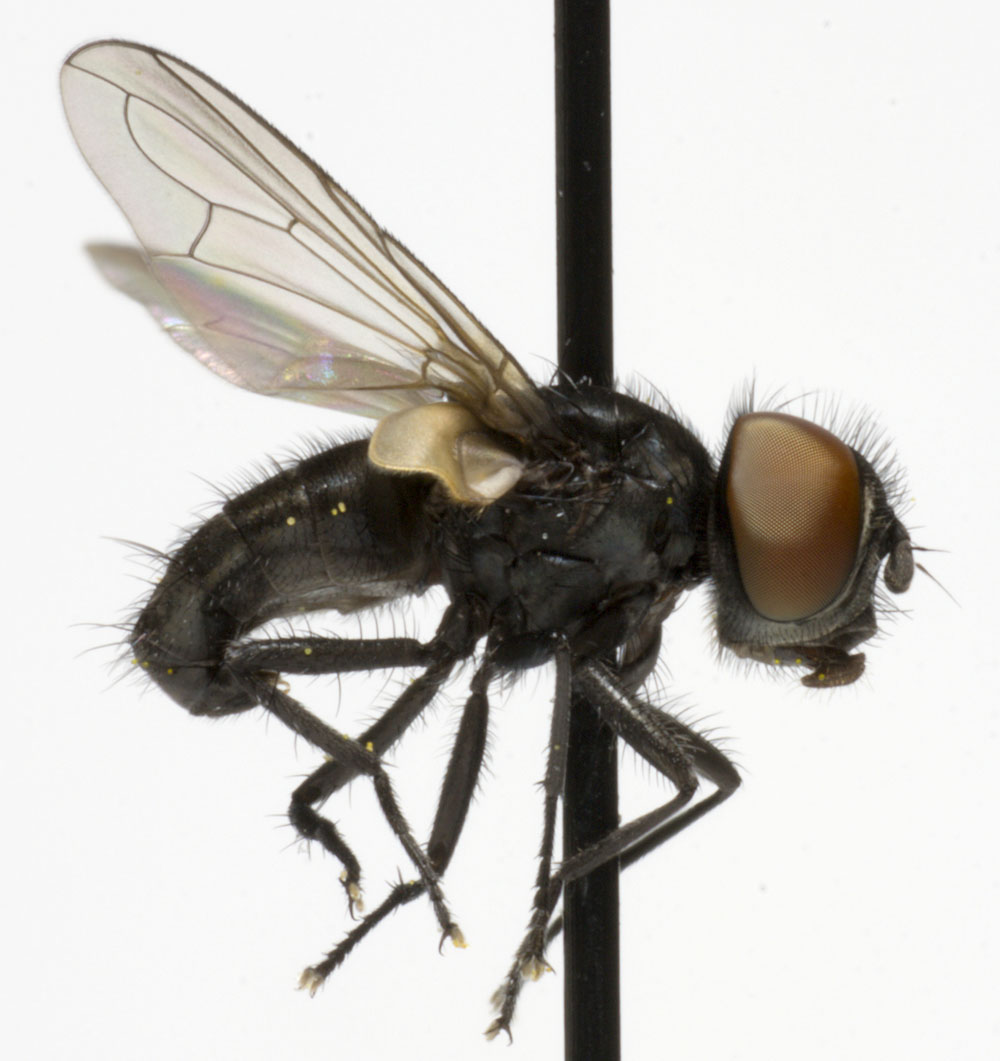 Tachinidae: Phasia barbifrons (2)