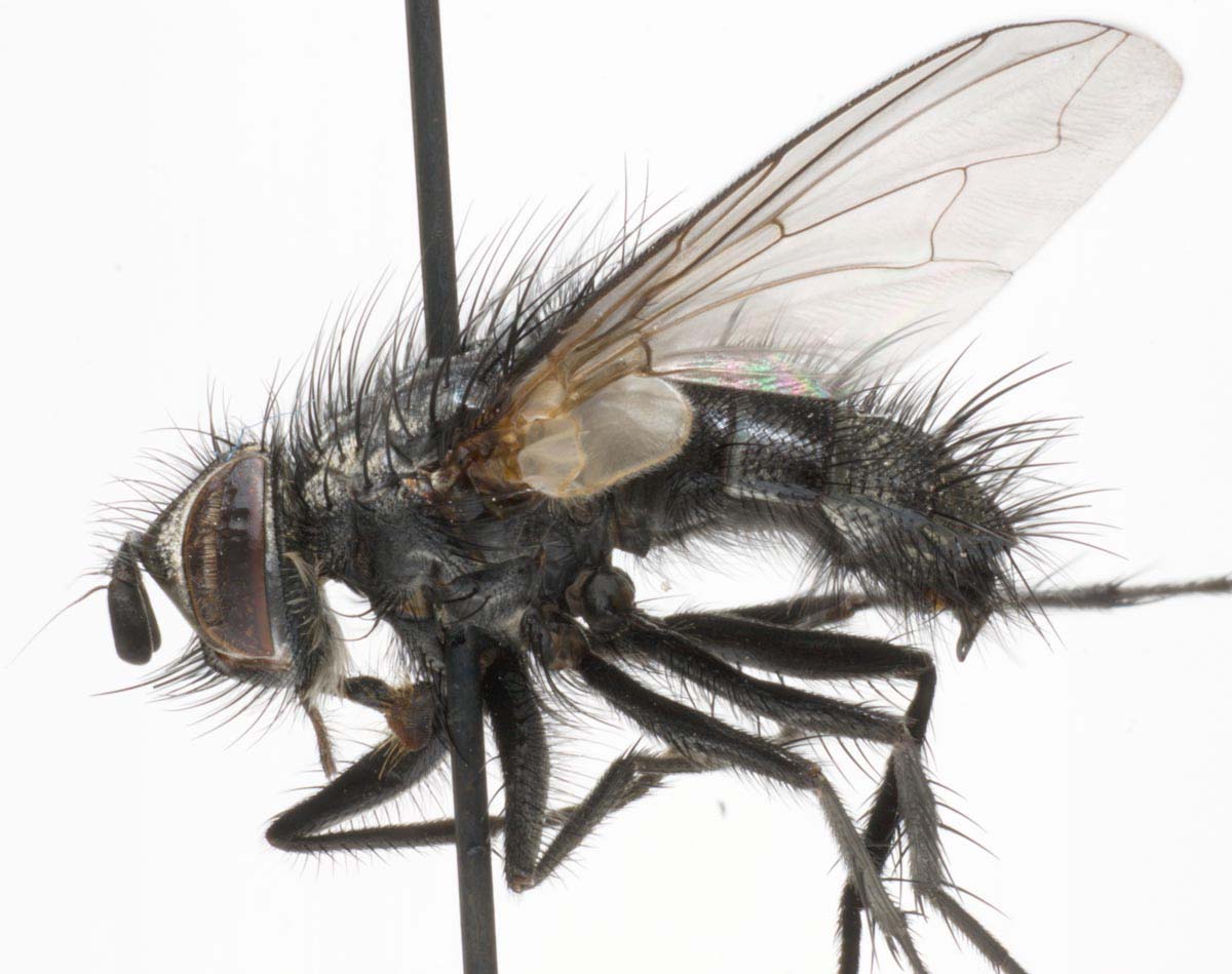 Tachinidae: Phebellia glauca (male) (1)