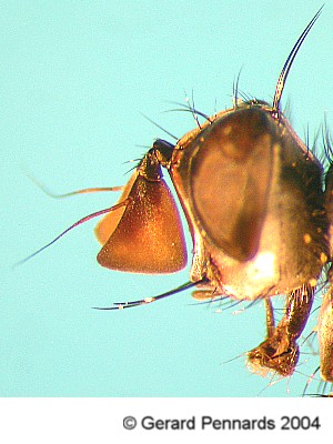Tachinidae: Lophosia fasciata (male) (2)